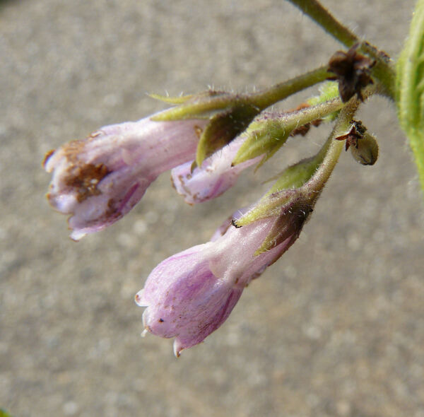 Symphytum ×uplandicum Nyman