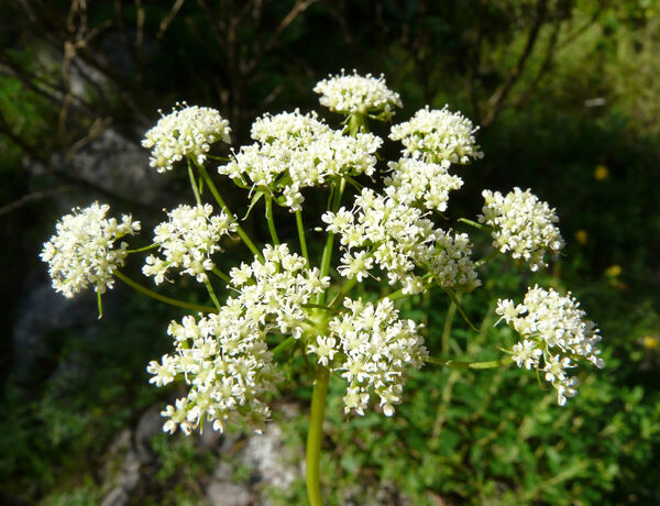 Hladnikia pastinacifolia Rchb.