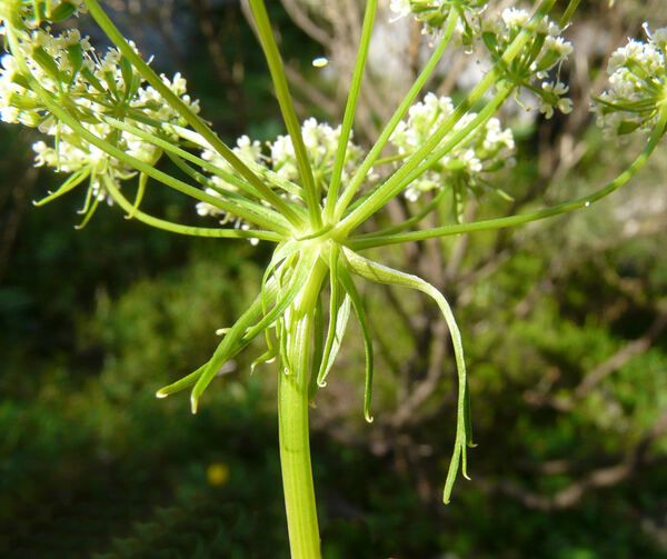 Hladnikia pastinacifolia Rchb.