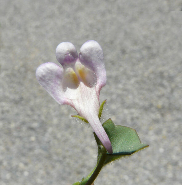 Cymbalaria pallida (Ten.) Wettst.