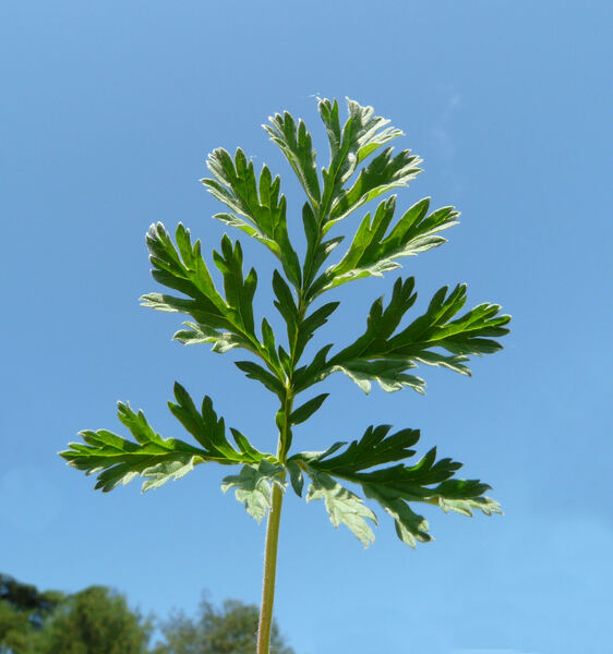 Erodium alpinum (Burm.f.) L'Hér.