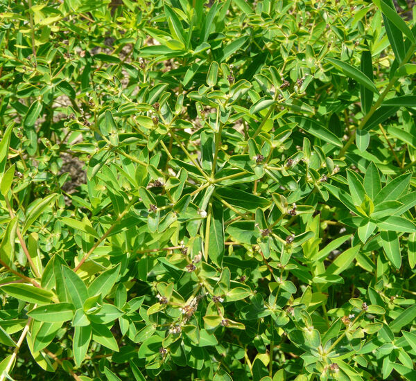 Euphorbia lucida Waldst. & Kit.