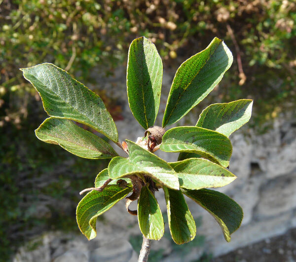 Atadinus pumilus (Turra) Hauenschild subsp. pumilus