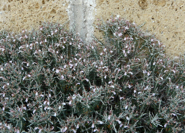 Teucrium subspinosum Pourr. ex Willd.