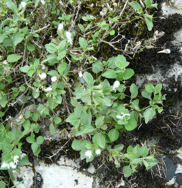 Acanthoprasium frutescens (L.) Spenn.