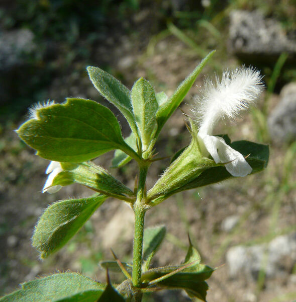 Acanthoprasium frutescens (L.) Spenn.