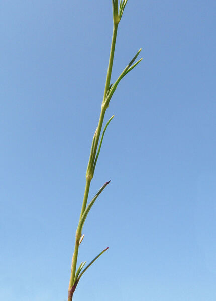 Minuartia laricifolia (L.) Schinz & Thell. subsp. kitaibelii (Nyman) Mattf.
