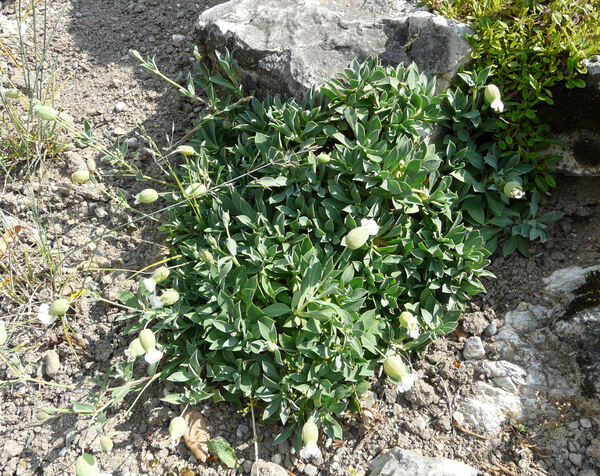 Silene vulgaris (Moench) Garcke subsp. maritima (With.) Á. Löve & D. Löve