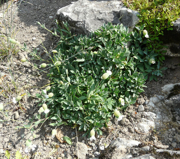 Silene vulgaris (Moench) Garcke subsp. maritima (With.) Á. Löve & D. Löve