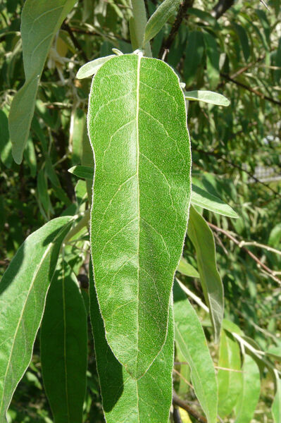 Elaeagnus caspica (D. Sosn.) Grossh.