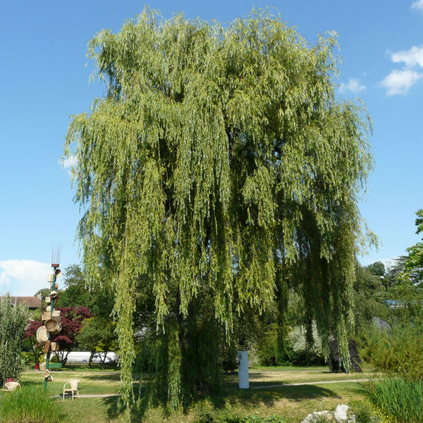 Salix ×pendulina Wender.