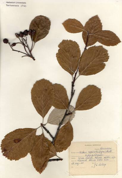 Sorbus rupicola (Syme) Hedl.