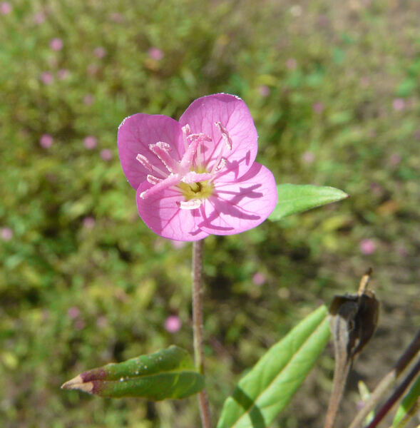 Oenothera rosea L'Hér. ex Aiton