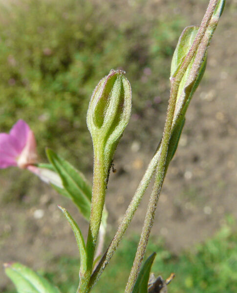 Oenothera rosea L'Hér. ex Aiton