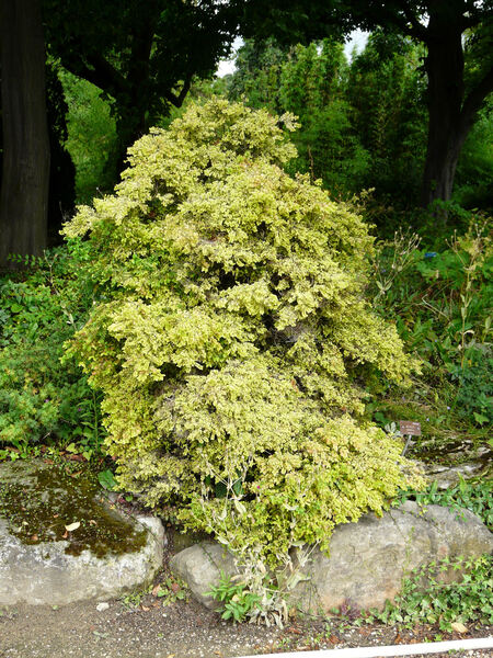 Ulmus parvifolia Jacq.
