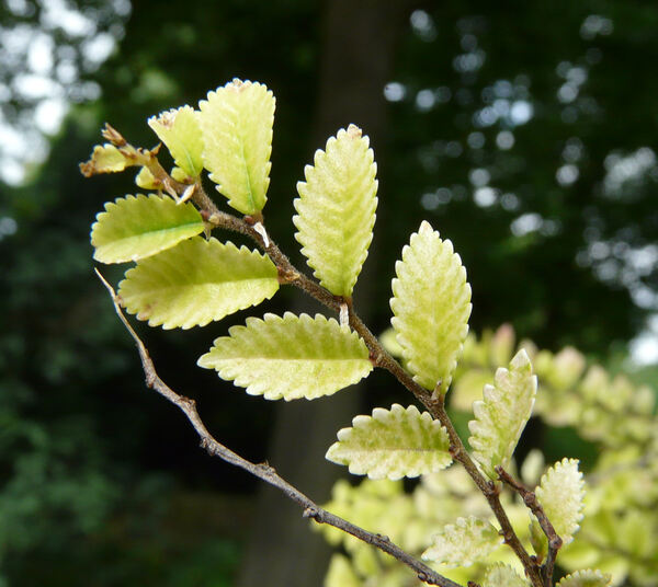 Ulmus parvifolia Jacq.