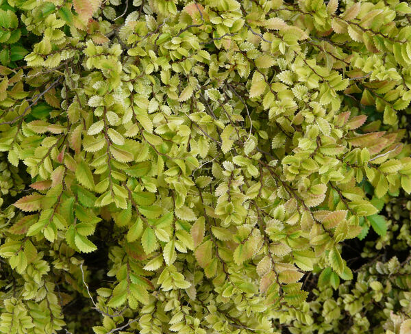 Ulmus parvifolia Jacq.