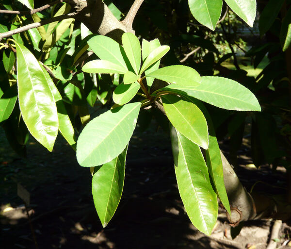 Aronia arbutifolia (L.) Pers.