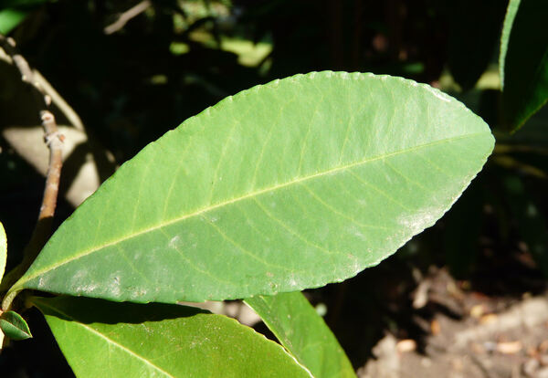 Aronia arbutifolia (L.) Pers.