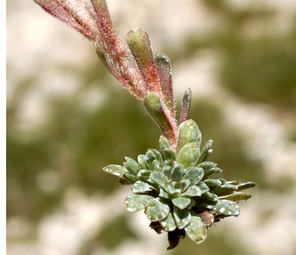 Saxifraga porophylla Bertol. subsp. porophylla