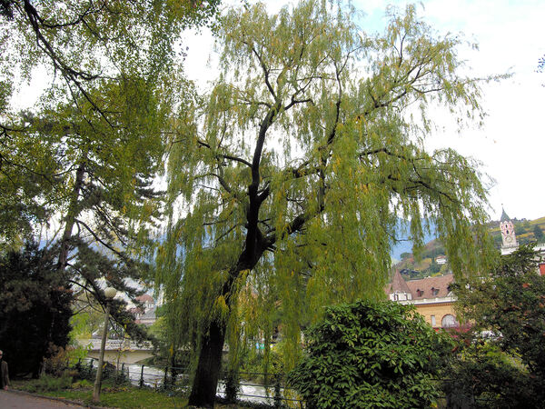 Salix ×pendulina Wender.