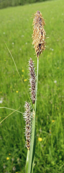 Carex acutiformis Ehrh.