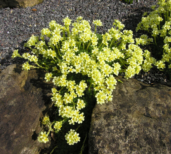 Saxifraga x apiculata Engler