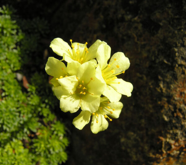 Saxifraga x apiculata Engler