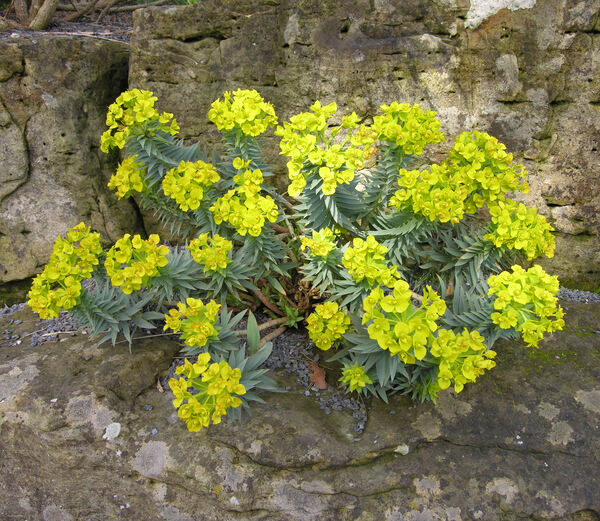 Euphorbia myrsinites L. subsp. pontica (Prokh.) R. Turner