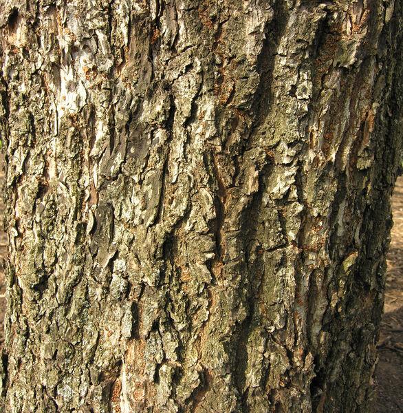 Ulmus parvifolia Jacq.