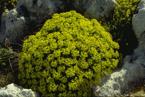 Euphorbia melitensis Parl.