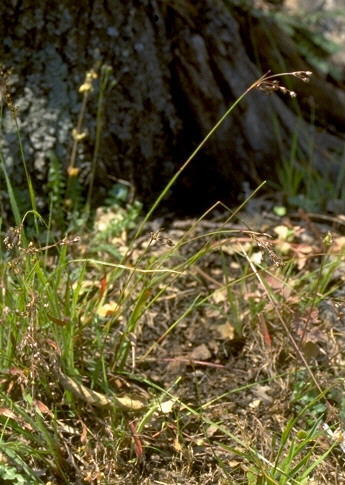 Luzula sylvatica (Huds.) Gaudin subsp. sicula (Parl.) K.Richt.