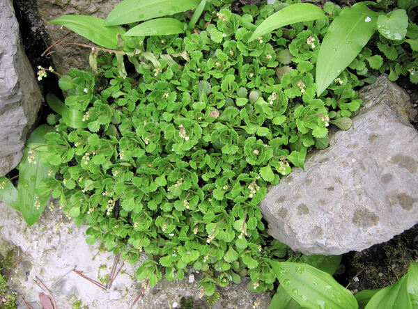 Saxifraga cuneifolia L. subsp. cuneifolia