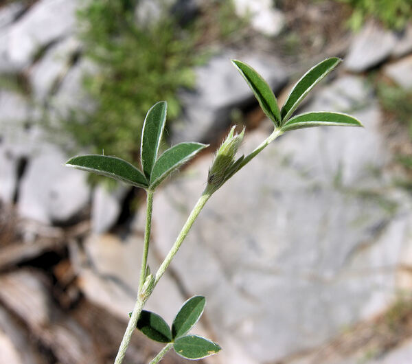 Argyrolobium zanonii (Turra) P.W.Ball subsp. zanonii