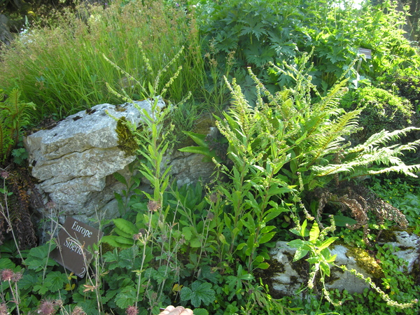 Cynoglossum germanicum Jacq.