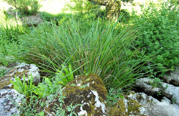 Carex microcarpa Bertol. ex Moris