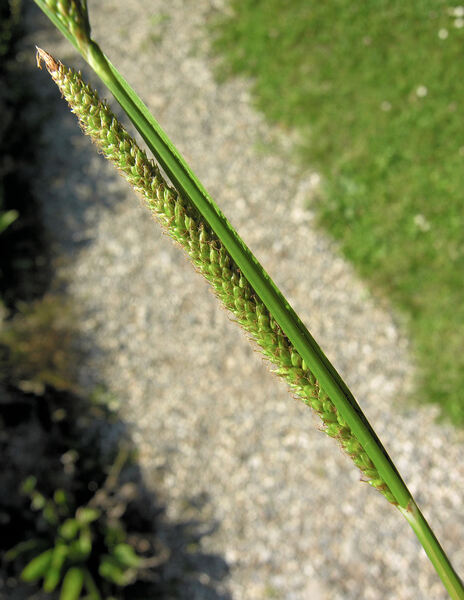 Carex microcarpa Bertol. ex Moris