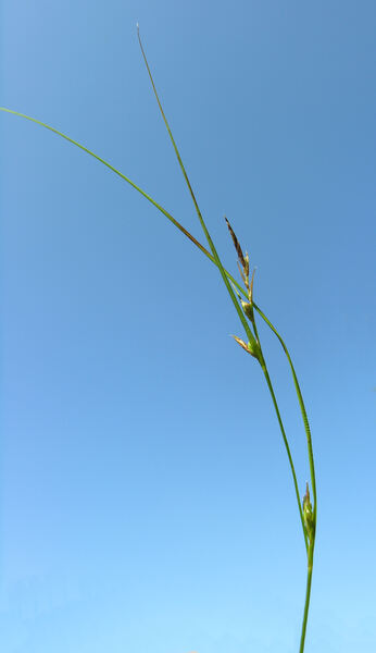 Carex distachya Desf.