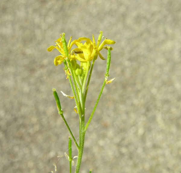 Descurainia tanacetifolia (L.) Prantl