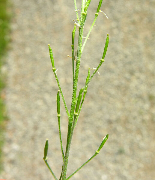 Descurainia tanacetifolia (L.) Prantl