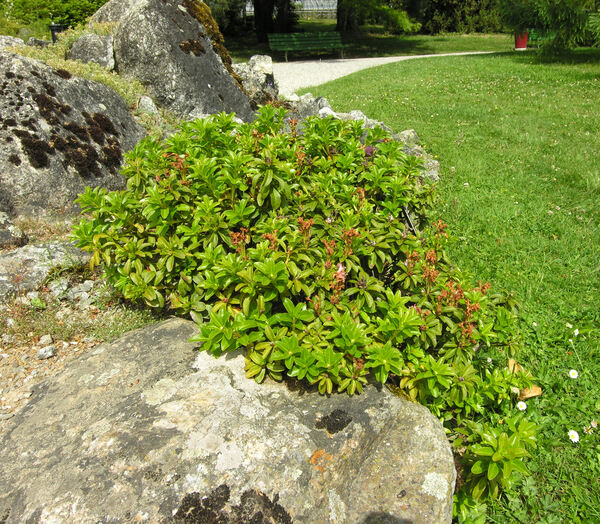 Rhododendron x intermedium Tausch