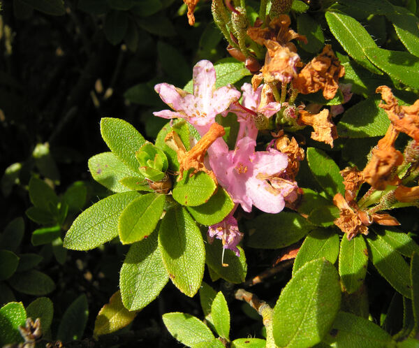 Rhododendron x intermedium Tausch