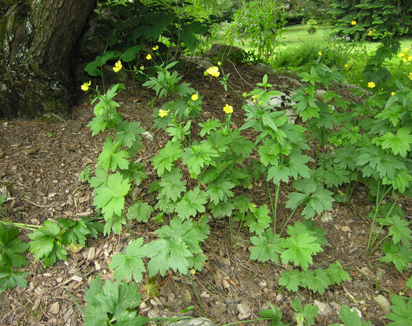 Ranunculus acris L. subsp. friesianus (Jord.) Syme