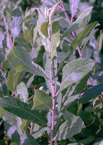 Salix gussonei Brullo & Spamp.
