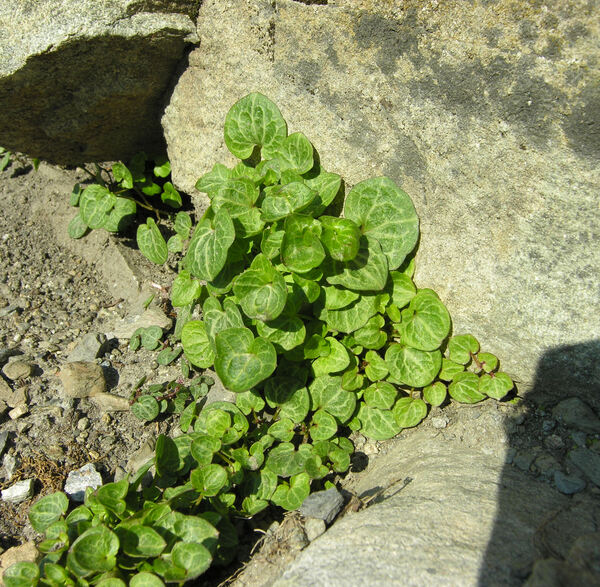 Cymbalaria hepaticifolia (Poiret) Wettst.