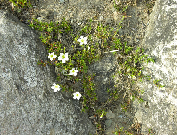 Minuartia laricifolia (L.) Schinz & Thell. subsp. kitaibelii (Nyman) Mattf.