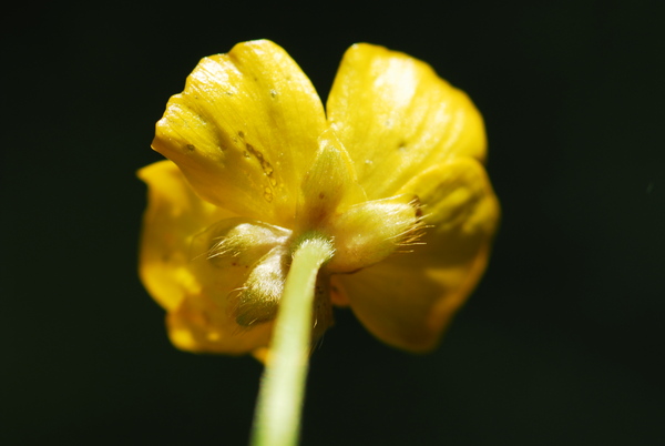 Ranunculus serbicus Vis.