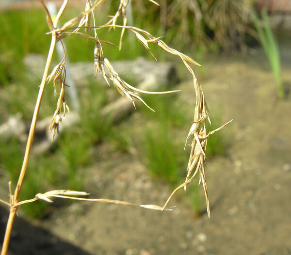 Deschampsia cespitosa (L.) P.Beauv. subsp. rhenana (Gremli) Kerguélen