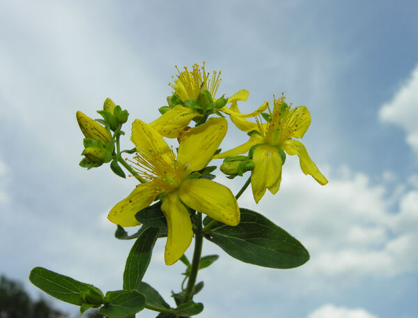 Hypericum maculatum Crantz subsp. obtusiusculum (Tourlet) Hayek