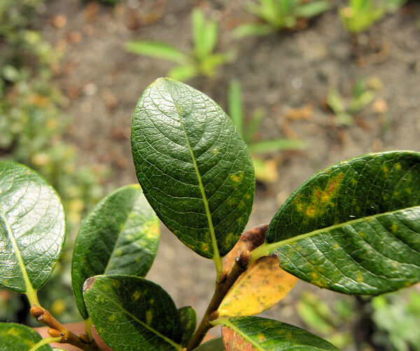 Salix phylicifolia L.